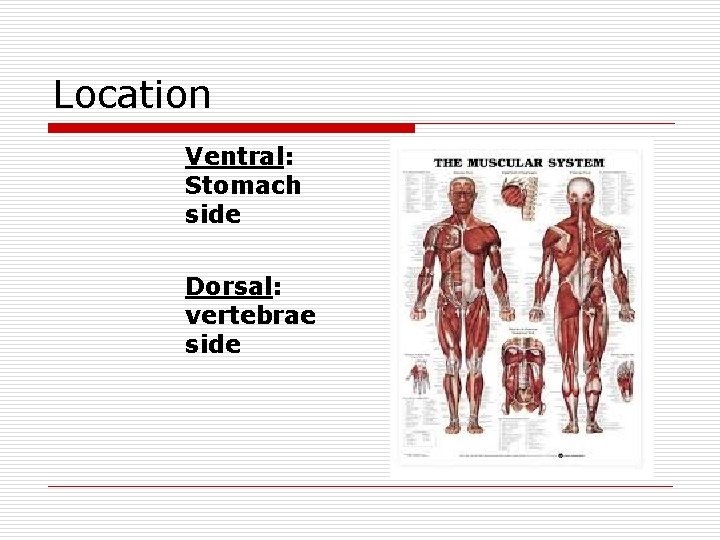 Location Ventral: Stomach side Dorsal: vertebrae side 