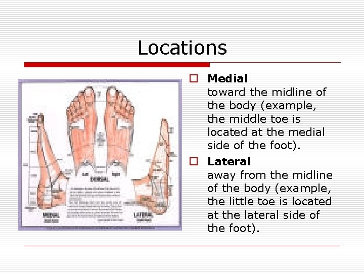 Locations o Medial toward the midline of the body (example, the middle toe is