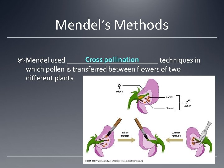 Mendel’s Methods Cross pollination Mendel used _____________ techniques in which pollen is transferred between