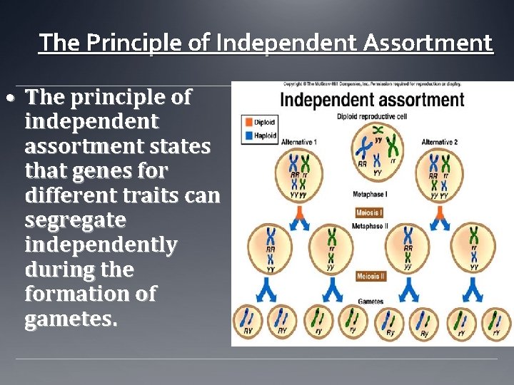 The Principle of Independent Assortment • The principle of independent assortment states that genes
