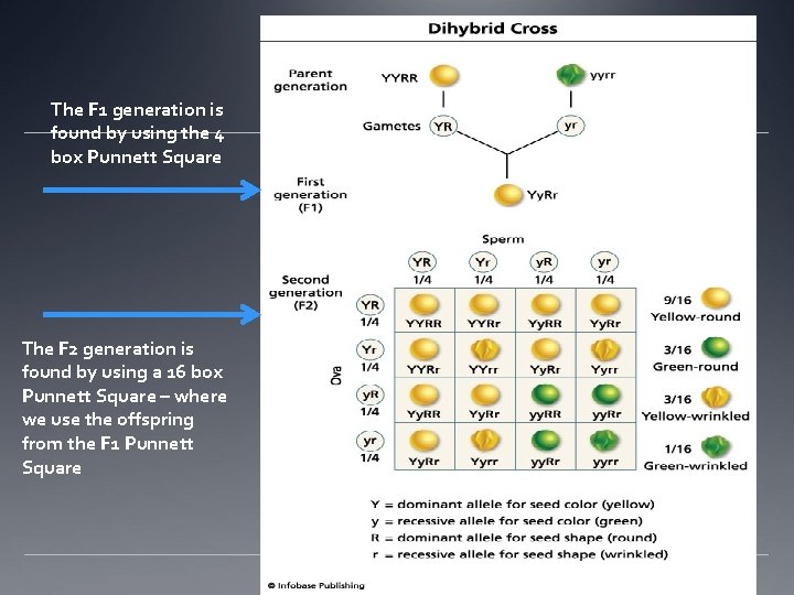 The F 1 generation is found by using the 4 box Punnett Square The