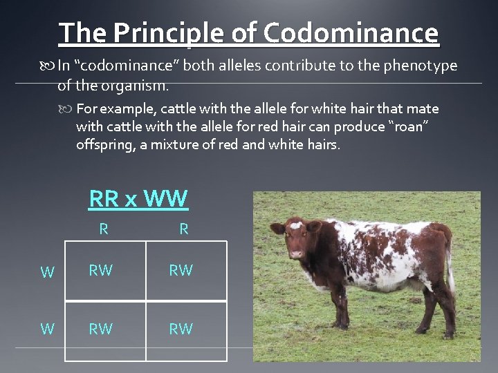 The Principle of Codominance In “codominance” both alleles contribute to the phenotype of the