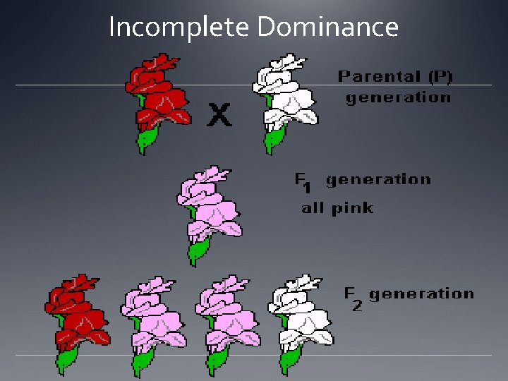 Incomplete Dominance 