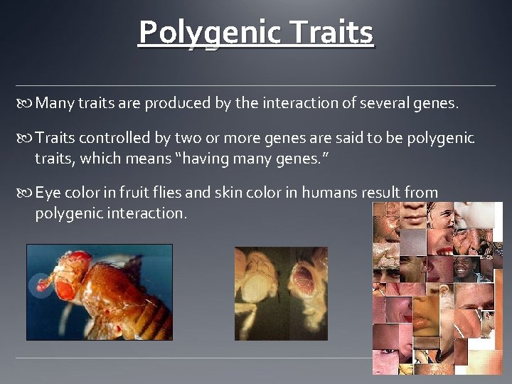 Polygenic Traits Many traits are produced by the interaction of several genes. Traits controlled