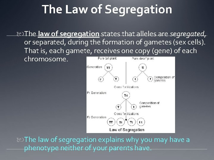 The Law of Segregation The law of segregation states that alleles are segregated, or