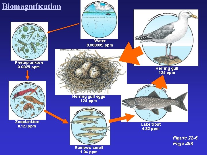 Biomagnification Water 0. 000002 ppm Phytoplankton 0. 0025 ppm Herring gull 124 ppm Herring