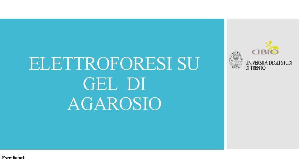 ELETTROFORESI SU GEL DI AGAROSIO Esercitatori 