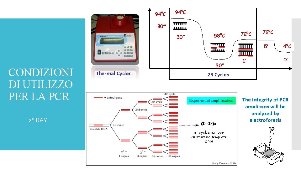 94°C 30’’’ 30’’ 58°C 72°C 5’ CONDIZIONI DI UTILIZZO PER LA PCR 2° DAY