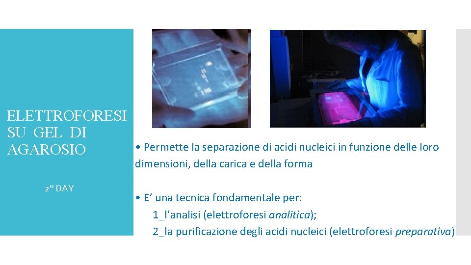 ELETTROFORESI SU GEL DI AGAROSIO 2° DAY • Permette la separazione di acidi nucleici