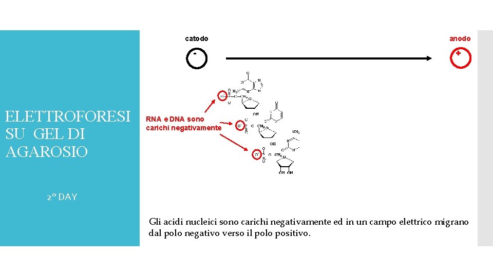 ELETTROFORESI SU GEL DI AGAROSIO catodo anodo - + RNA e DNA sono carichi