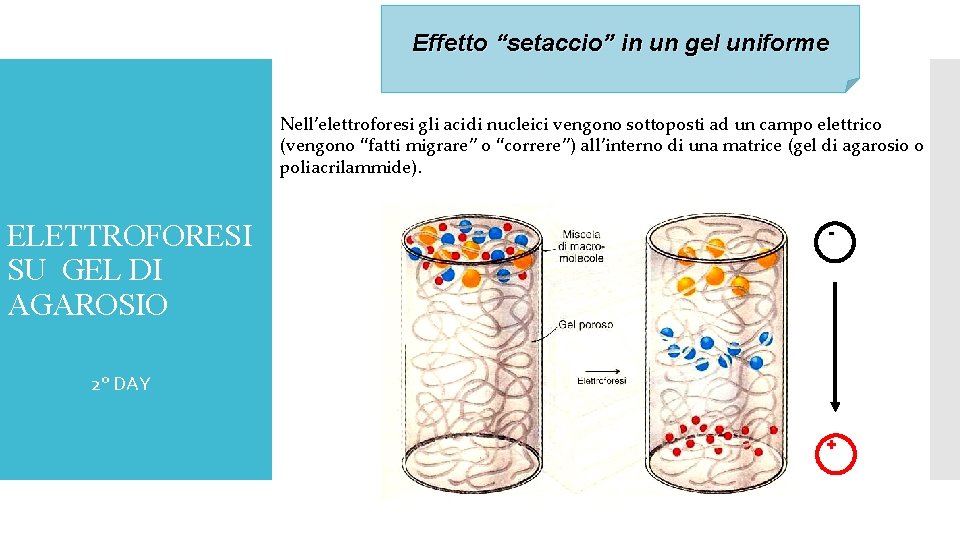Effetto “setaccio” in un gel uniforme Nell’elettroforesi gli acidi nucleici vengono sottoposti ad un
