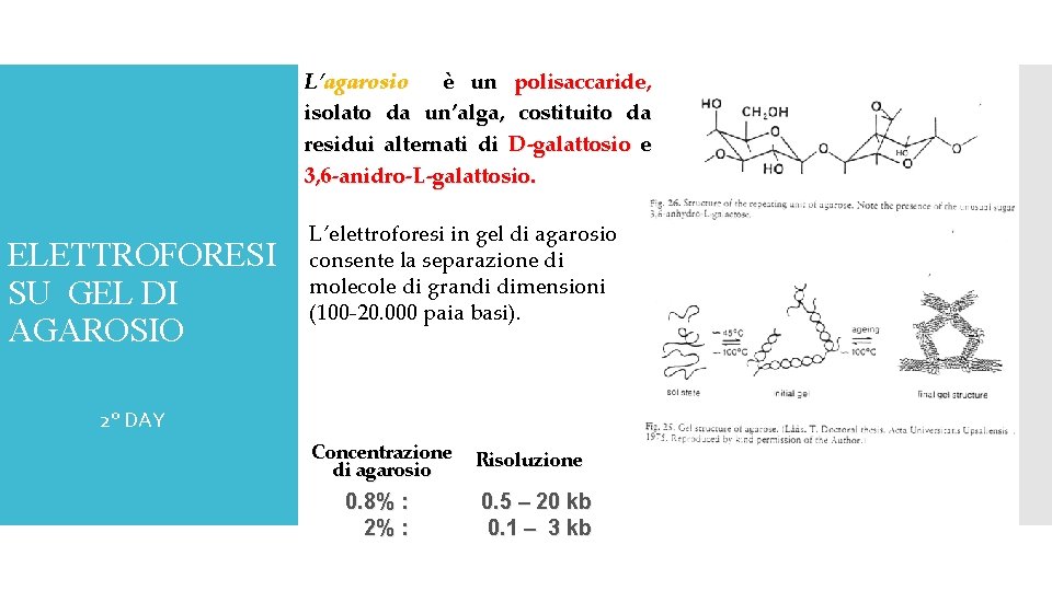 L’agarosio è un polisaccaride, isolato da un’alga, costituito da residui alternati di D-galattosio e