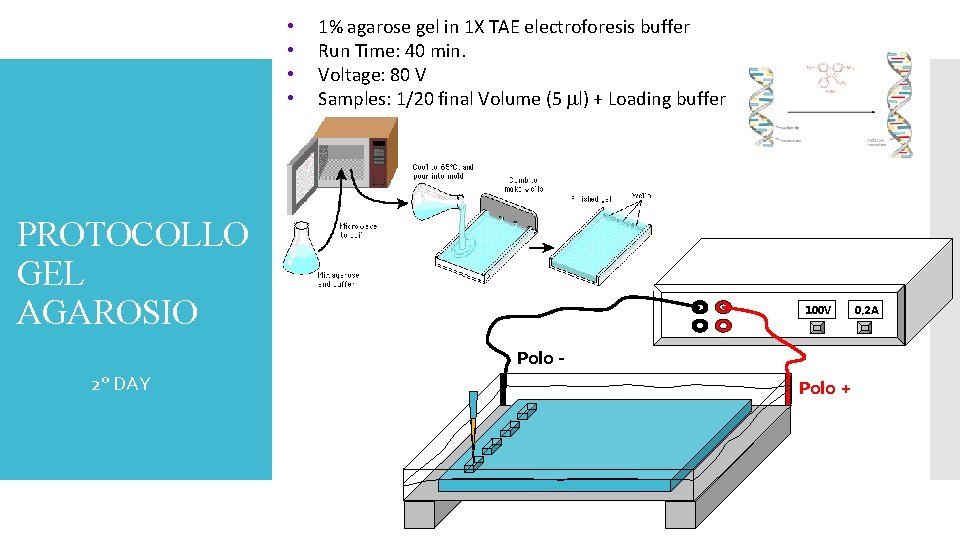  • • 1% agarose gel in 1 X TAE electroforesis buffer Run Time: