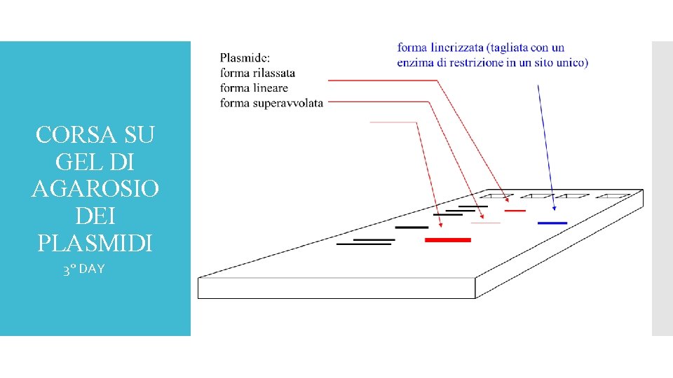 CORSA SU GEL DI AGAROSIO DEI PLASMIDI 3° DAY 