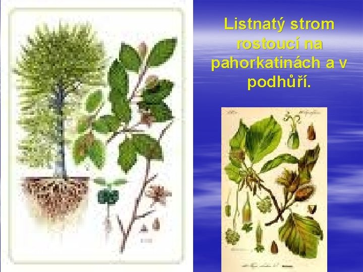 Listnatý strom rostoucí na pahorkatinách a v podhůří. 