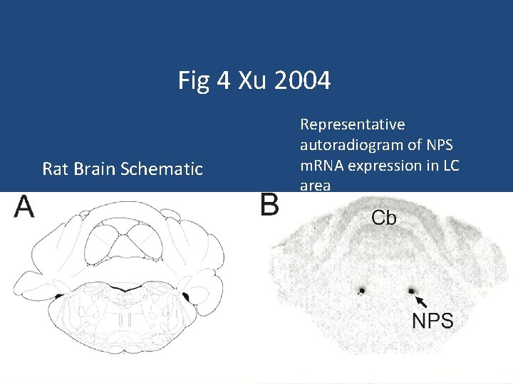 Fig 4 Xu 2004 Rat Brain Schematic Representative autoradiogram of NPS m. RNA expression