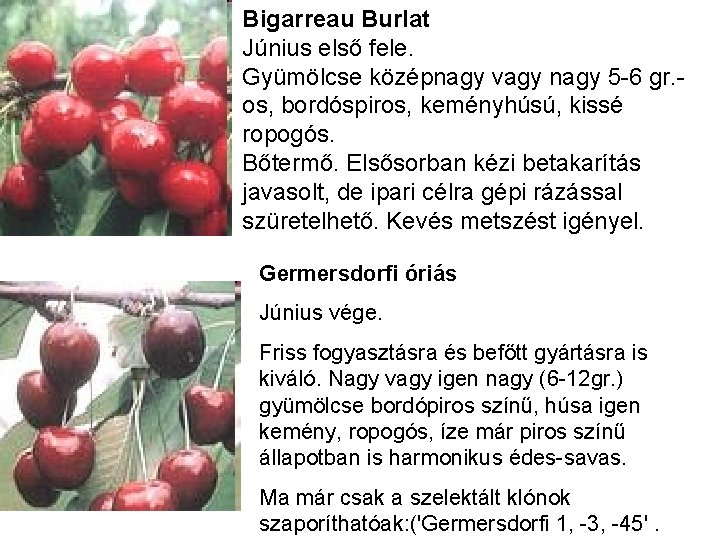 Bigarreau Burlat Június első fele. Gyümölcse középnagy vagy nagy 5 -6 gr. os, bordóspiros,
