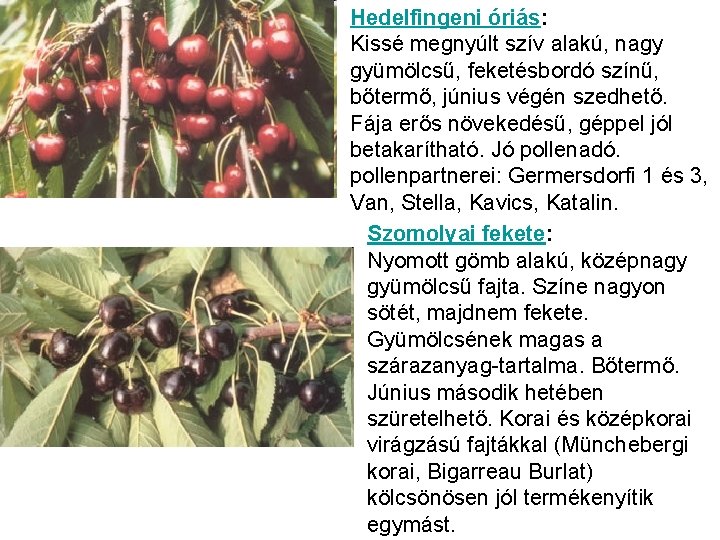 Hedelfingeni óriás: Kissé megnyúlt szív alakú, nagy gyümölcsű, feketésbordó színű, bőtermő, június végén szedhető.