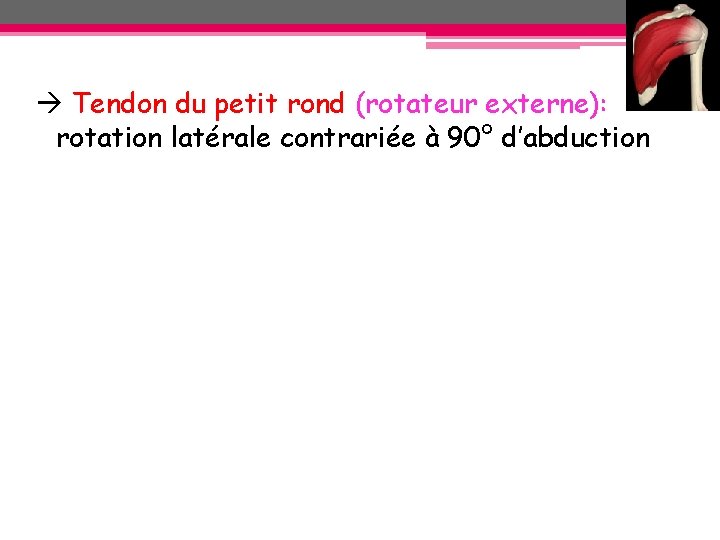 Tendon du petit rond (rotateur externe): rotation latérale contrariée à 90° d’abduction Tendon du petit rond (rotateur externe): rotation latérale contrariée à 90° d’abduction