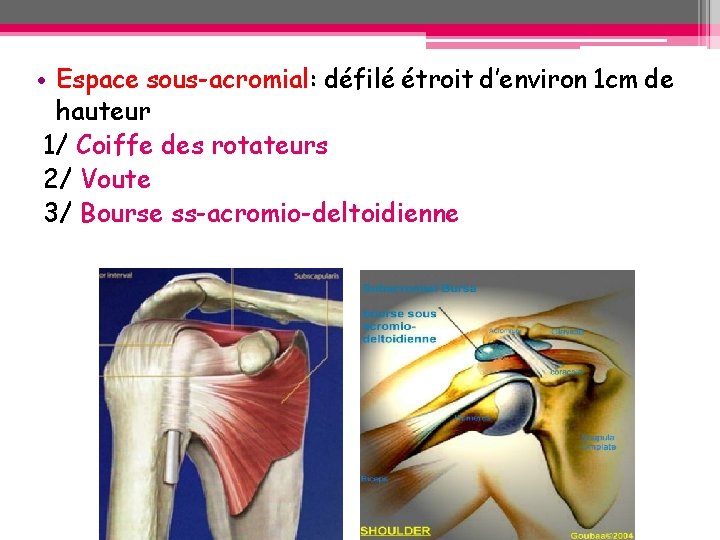 • Espace sous-acromial: défilé étroit d’environ 1 cm de hauteur 1/ Coiffe des • Espace sous-acromial: défilé étroit d’environ 1 cm de hauteur 1/ Coiffe des