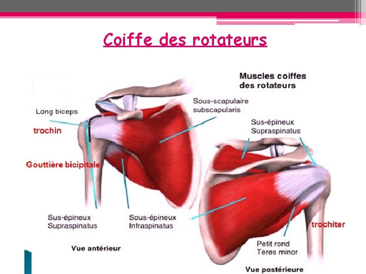 Coiffe des rotateurs Coiffe des rotateurs