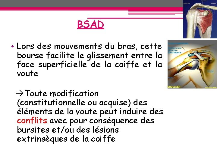 BSAD • Lors des mouvements du bras, cette bourse facilite le glissement entre la BSAD • Lors des mouvements du bras, cette bourse facilite le glissement entre la