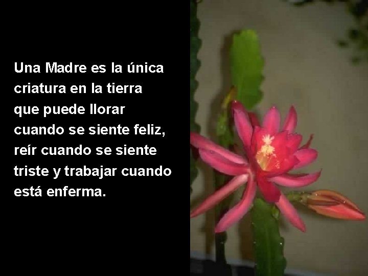 Una Madre es la única criatura en la tierra que puede llorar cuando se