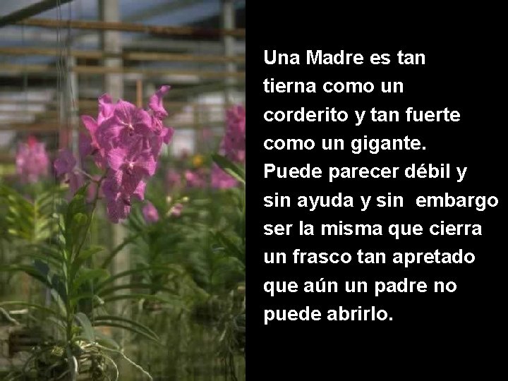 Una Madre es tan tierna como un corderito y tan fuerte como un gigante.