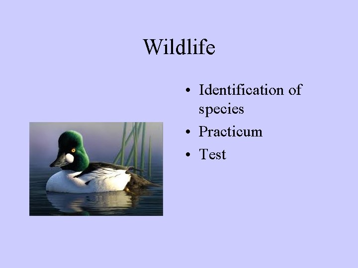 Wildlife • Identification of species • Practicum • Test 