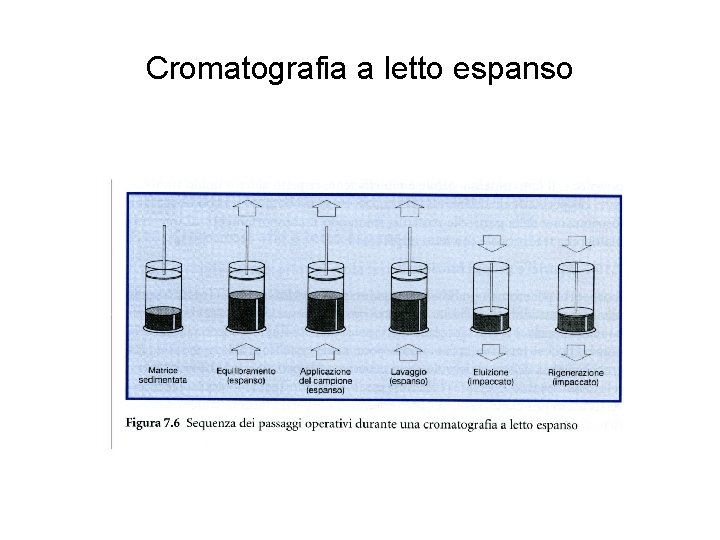 Cromatografia a letto espanso 