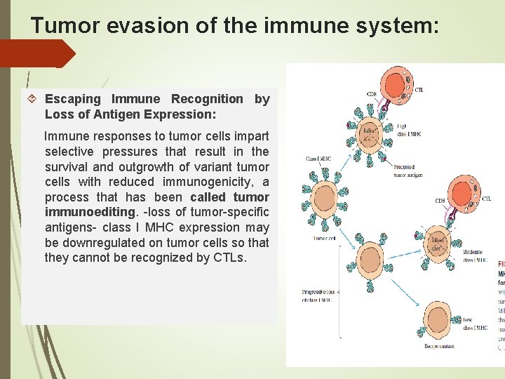 Tumor evasion of the immune system: Escaping Immune Recognition by Loss of Antigen Expression: