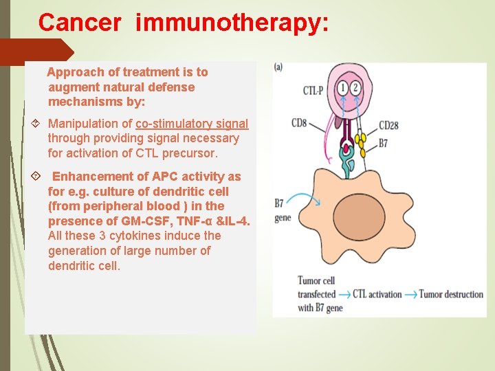 Cancer immunotherapy: Approach of treatment is to augment natural defense mechanisms by: Manipulation of