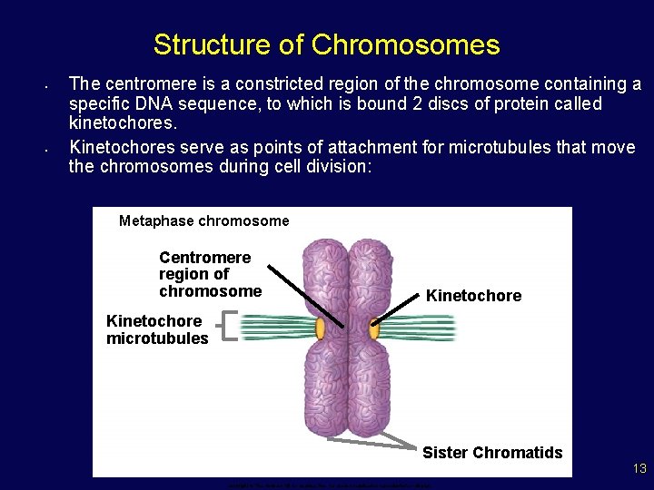 The Cell Cycle and How Cells Divide Phases