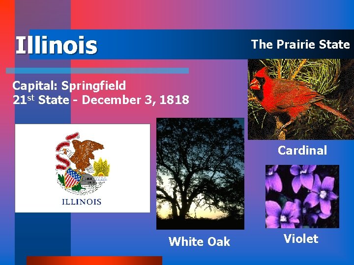 Illinois The Prairie State Capital: Springfield 21 st State - December 3, 1818 Cardinal
