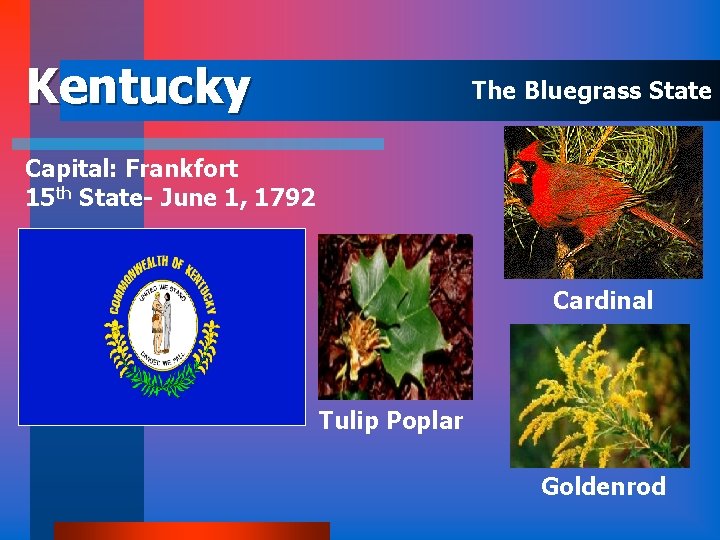 Kentucky The Bluegrass State Capital: Frankfort 15 th State- June 1, 1792 Cardinal Tulip