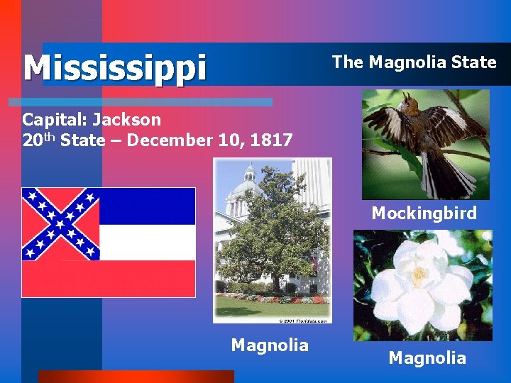 Mississippi The Magnolia State Capital: Jackson 20 th State – December 10, 1817 Mockingbird