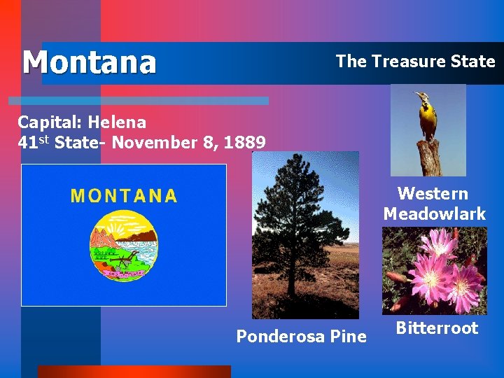 Montana The Treasure State Capital: Helena 41 st State- November 8, 1889 Western Meadowlark