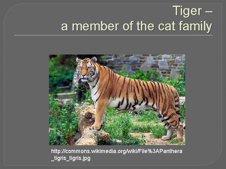 Tiger – a member of the cat family http: //commons. wikimedia. org/wiki/File%3 APanthera _tigris. Tiger – a member of the cat family http: //commons. wikimedia. org/wiki/File%3 APanthera _tigris.
