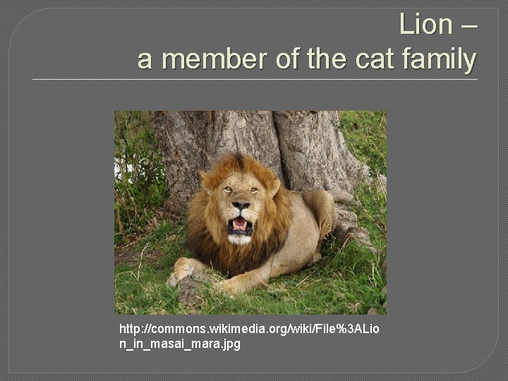Lion – a member of the cat family http: //commons. wikimedia. org/wiki/File%3 ALio n_in_masai_mara. Lion – a member of the cat family http: //commons. wikimedia. org/wiki/File%3 ALio n_in_masai_mara.