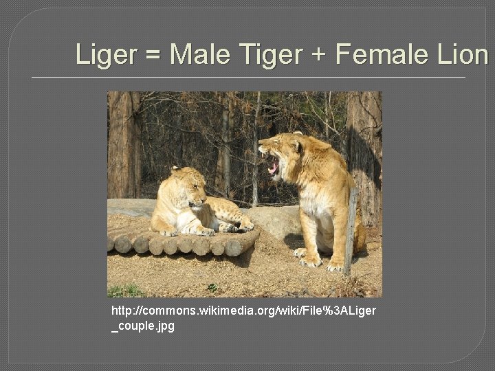 Liger = Male Tiger + Female Lion http: //commons. wikimedia. org/wiki/File%3 ALiger _couple. jpg Liger = Male Tiger + Female Lion http: //commons. wikimedia. org/wiki/File%3 ALiger _couple. jpg