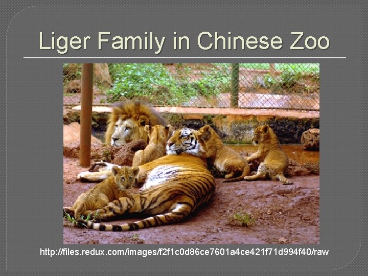 Liger Family in Chinese Zoo http: //files. redux. com/images/f 2 f 1 c 0 Liger Family in Chinese Zoo http: //files. redux. com/images/f 2 f 1 c 0