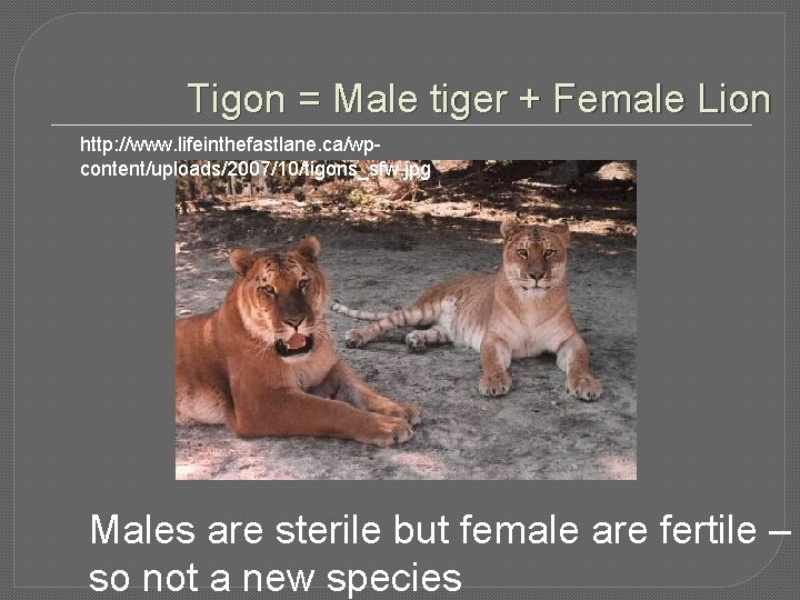 Tigon = Male tiger + Female Lion http: //www. lifeinthefastlane. ca/wpcontent/uploads/2007/10/tigons_sfw. jpg Males are Tigon = Male tiger + Female Lion http: //www. lifeinthefastlane. ca/wpcontent/uploads/2007/10/tigons_sfw. jpg Males are