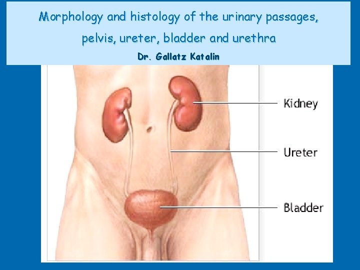 Morphology and histology of the urinary passages, pelvis, ureter, bladder and urethra Dr. Gallatz