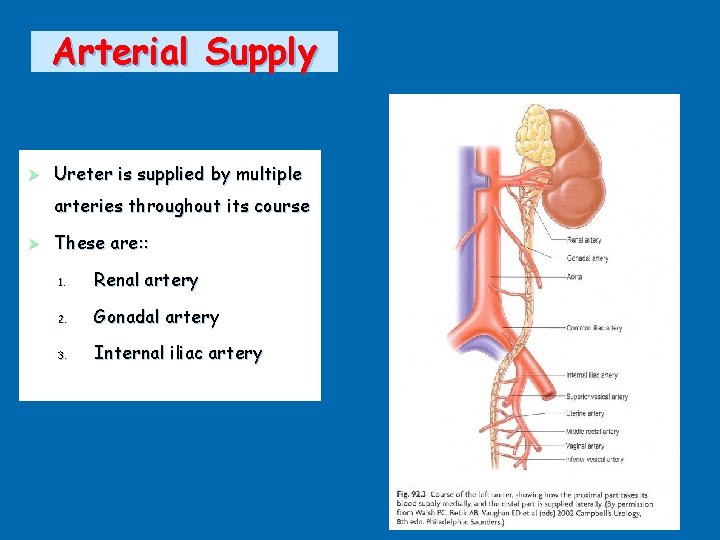 Arterial Supply Ø Ureter is supplied by multiple arteries throughout its course Ø 1