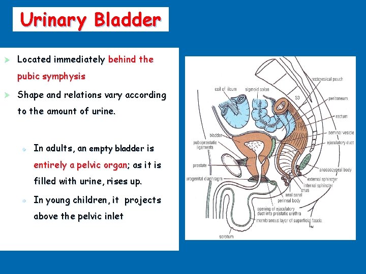 Urinary Bladder Ø Located immediately behind the pubic symphysis Ø Shape and relations vary