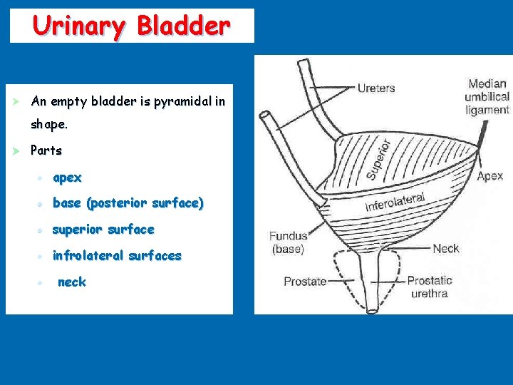Urinary Bladder Ø An empty bladder is pyramidal in shape. Ø Parts l apex