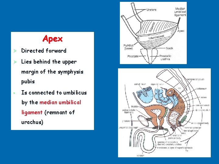 Apex Ø Directed forward Ø Lies behind the upper margin of the symphysis pubis