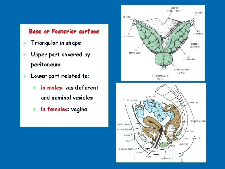 Base or Posterior surface Ø Triangular in shape Ø Upper part covered by peritoneum
