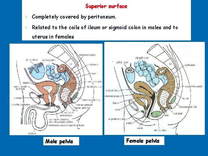 Superior surface Ø Completely covered by peritoneum. Ø Related to the coils of ileum