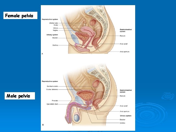 Female pelvis Male pelvis 